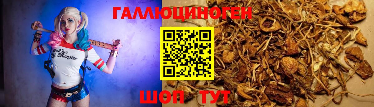 Галлюциногенные грибы GOLDEN TEACHER Черняховск